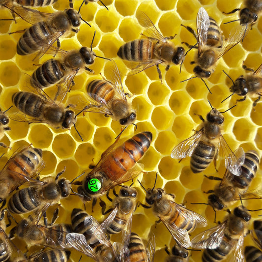 Buckfast F1 Wirtschaftsköniginnen 2026