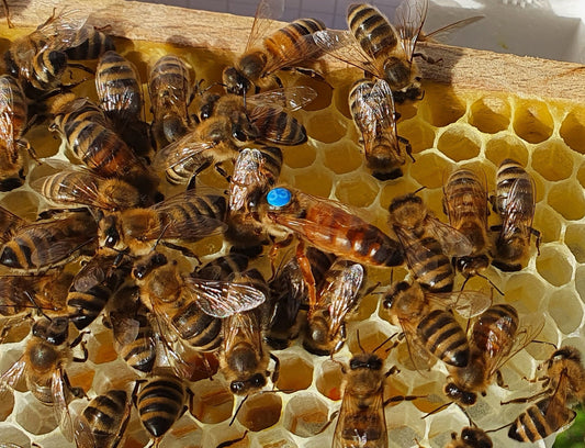 Buckfast F1 Wirtschaftsköniginnen 2025