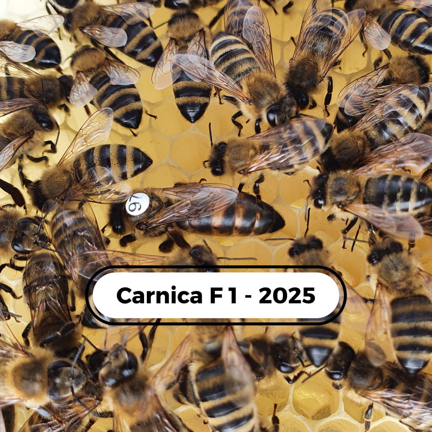 Carnica  F1 Wirtschaftsköniginnen 2025