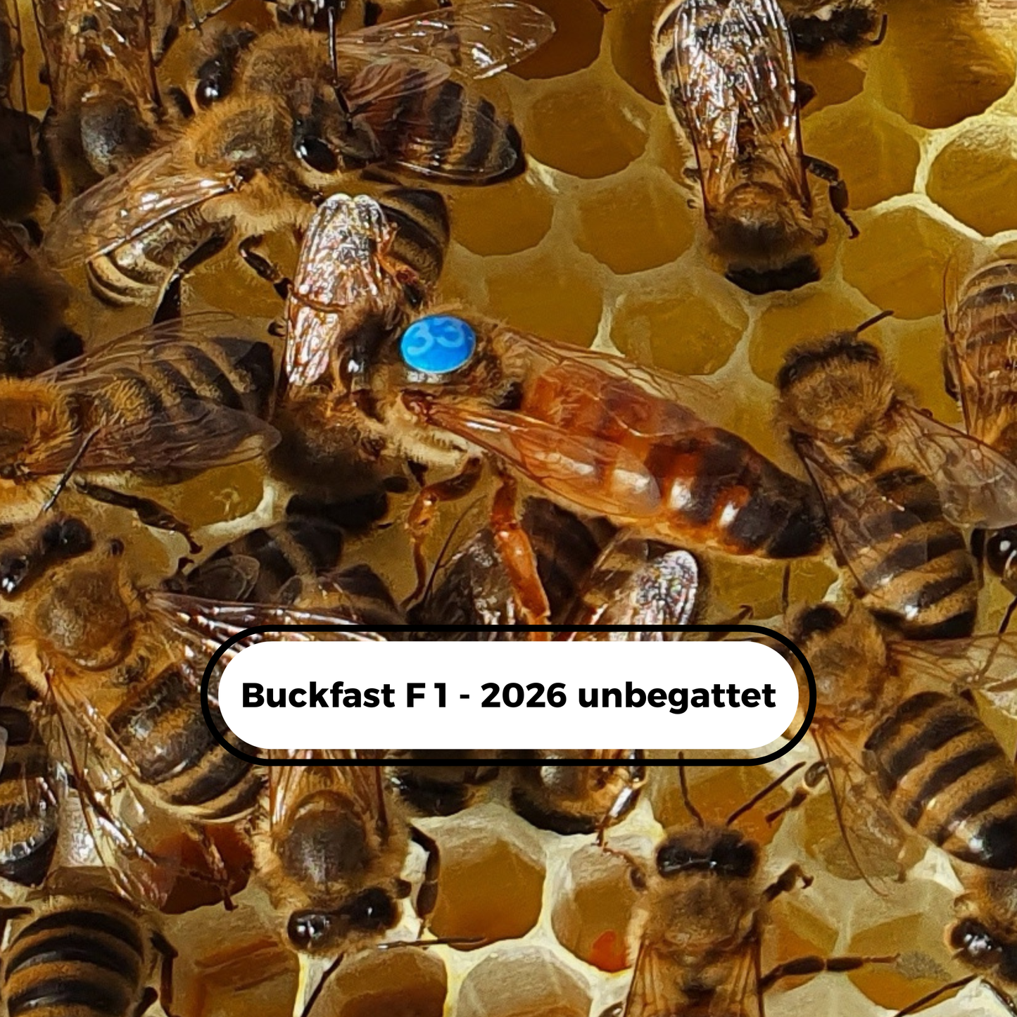 Unbegattete Buckfast  F1 Wirtschaftsköniginnen 2026