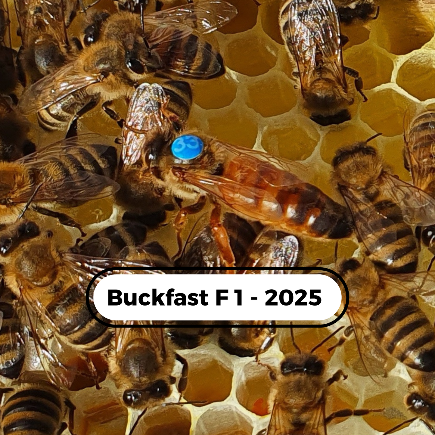 Buckfast  F1 Wirtschaftsköniginnen 2025