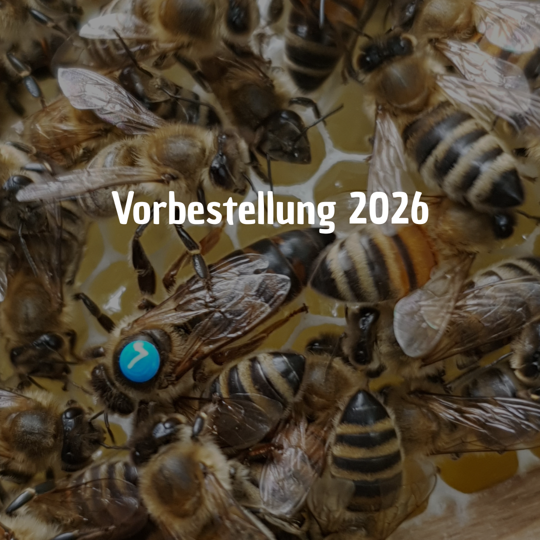 Carnica  F1 Wirtschaftsköniginnen 2026